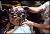asiademoa (034).jpg
